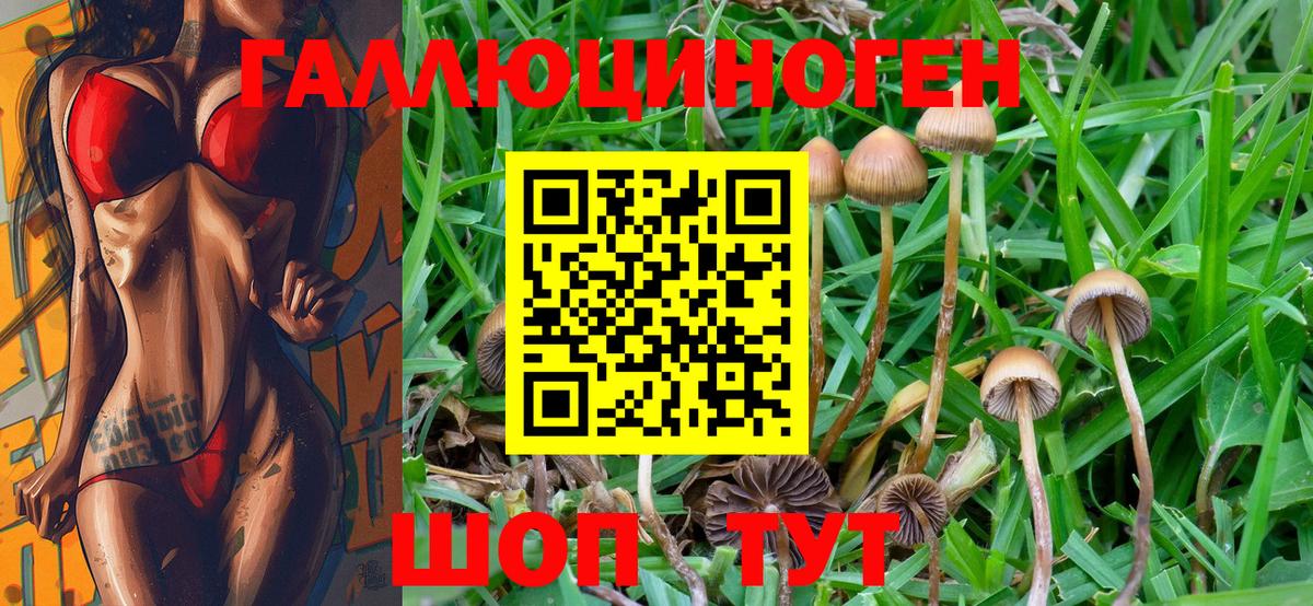 Псилоцибиновые грибы Cubensis Таганрог
